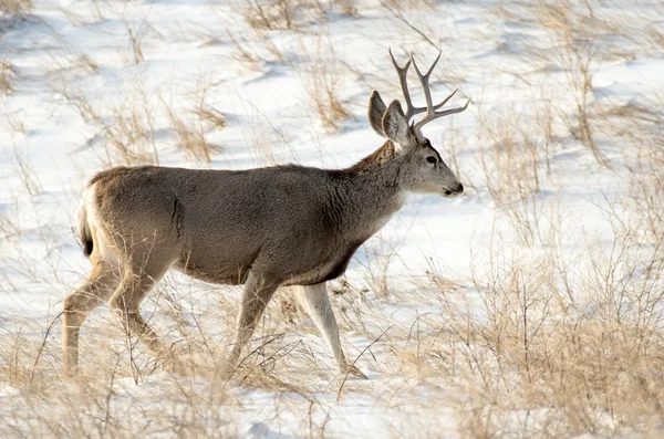 Mule Deer Buck in the Snow — Stock Photo, Image