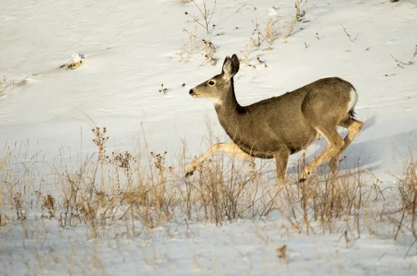 Muildierhert Doe in de sneeuw in het Badlands National Park — Stockfoto