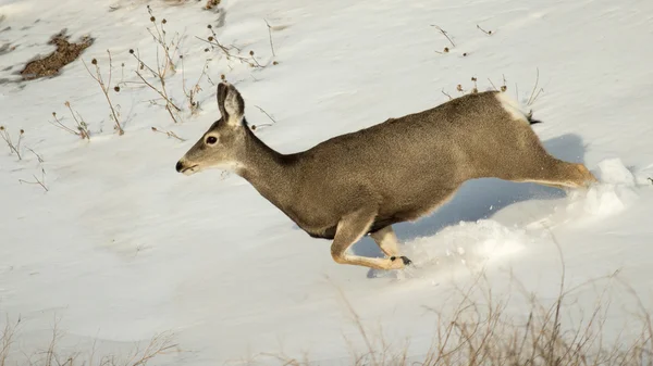 Muildierhert Doe in de sneeuw in het Badlands National Park — Stockfoto