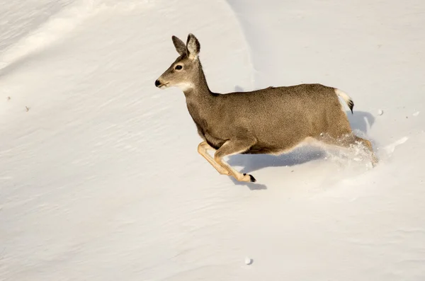 Maultierhirsche im Schnee im Badlands-Nationalpark — Stockfoto