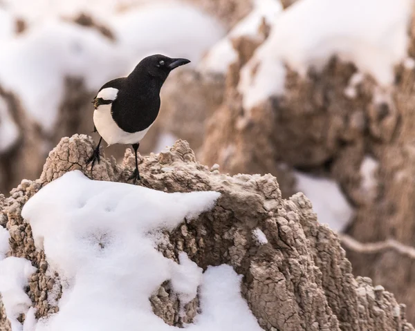 Magpie Perched on a Snow-Covered Rock — Stock Photo, Image