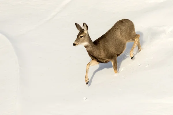 Mule Deer Doe in the Snow in Badlands National Park — Stock Photo, Image