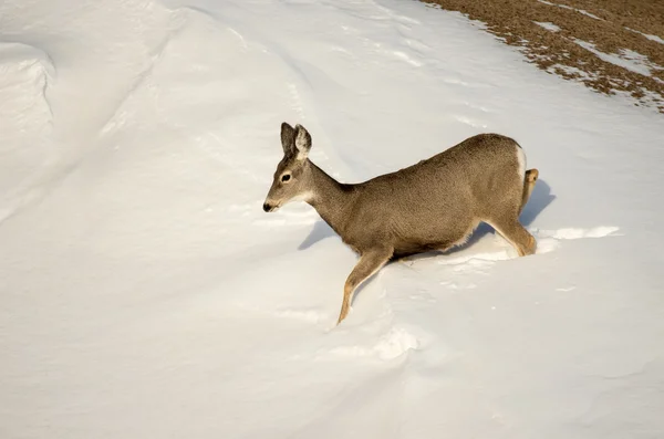 Maultierhirsche im Schnee im Badlands-Nationalpark — Stockfoto