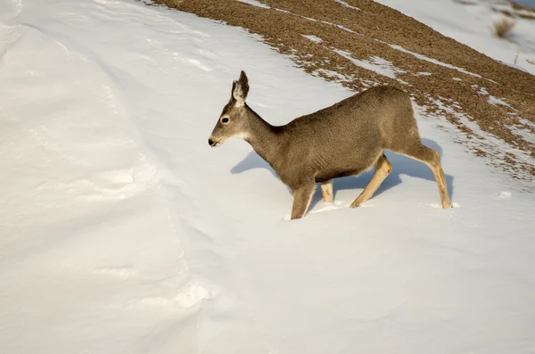 Muildierhert Doe in de sneeuw in het Badlands National Park — Stockfoto