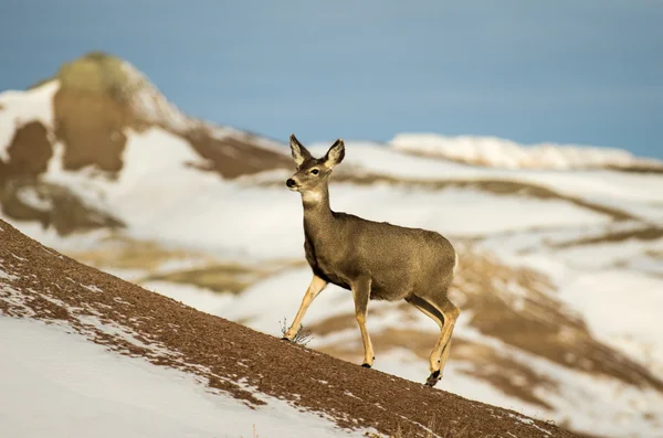 Mule Deer Doe in the Snow in Badlands National Park — Stock Photo, Image