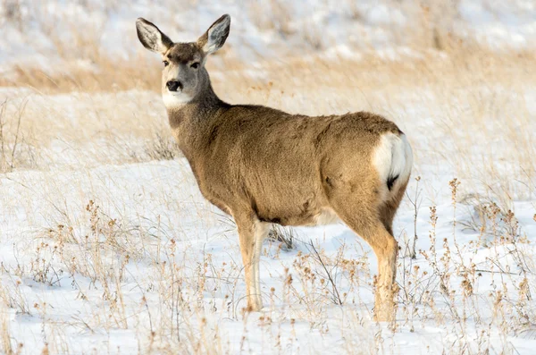 Mule Deer Doe in the Snow in Badlands National Park — Stock Photo, Image