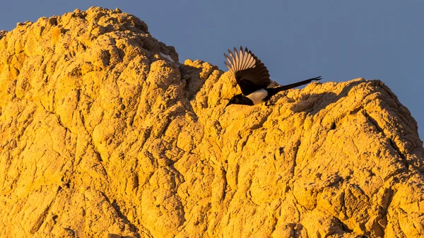 Magpie Flies off of a Rock — Stock Photo, Image