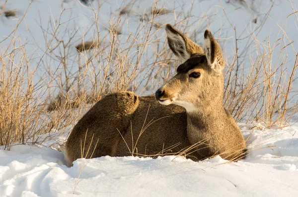 Mule Deer Doe in the Snow in Badlands National Park Royalty Free Stock Photos