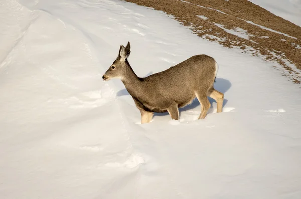 Mule Deer Doe in the Snow in Badlands National Park Stock Image