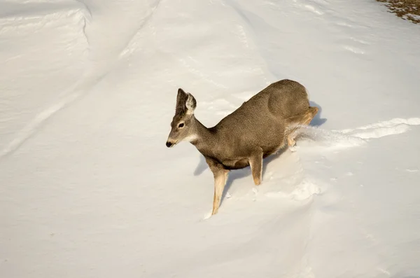 Mule Deer Doe in the Snow in Badlands National Park Stock Image