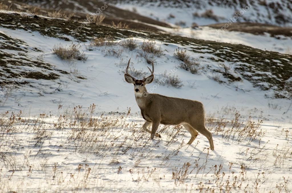 Mule Deer Buck in the Snow in Badlands National Park — Stock Photo ...