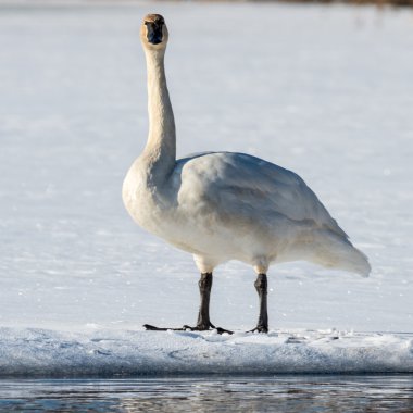 Tundra Kuğu