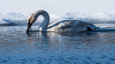 Bir kurbağa yemek tundra Kuğu