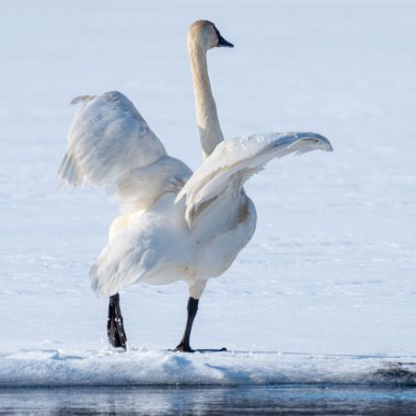 Tundra kuğu çırpınan kanatlarını