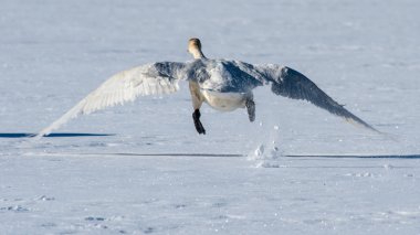 Tundra kuğu kalkış