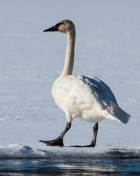 Tundra kuğu yürüyüş — Stok fotoğraf