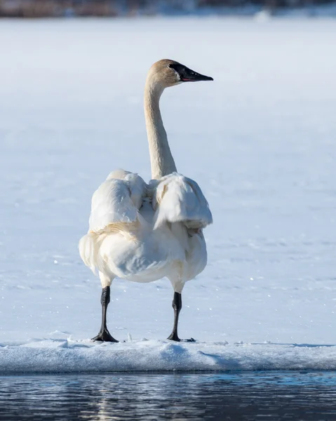 Tundra Swan — Stock Photo, Image