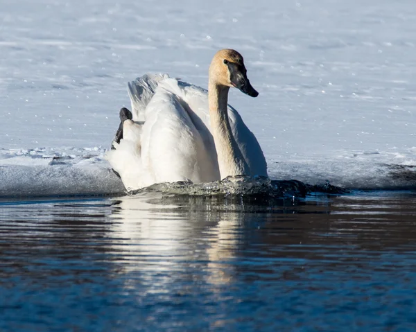 Tundra Swan Entering the Water — Stock Photo, Image