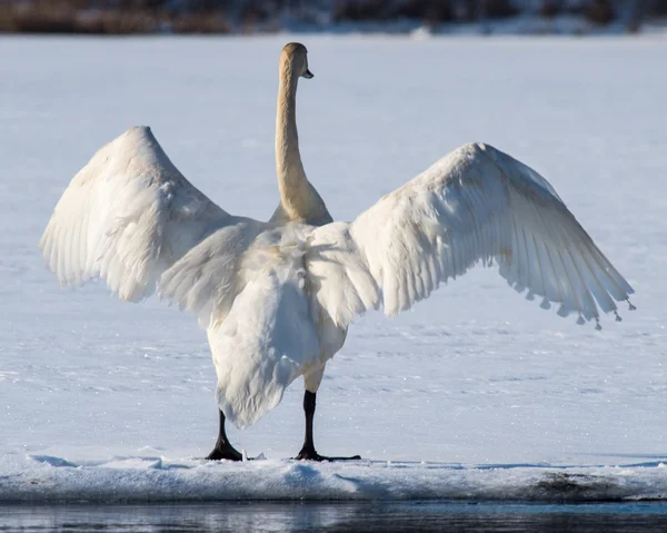 Tundra Swan Spreads its Wings — Stock Photo, Image