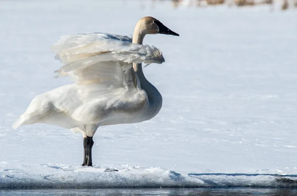 Tundra Swan flapper sine vinger - Stock-foto