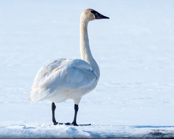 Tundra Kuğu — Stok fotoğraf