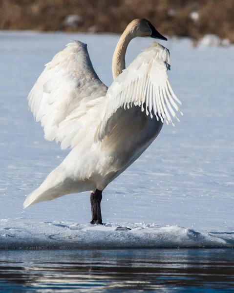 Tundra Kuğu kanatlarını yayılıyor — Stok fotoğraf