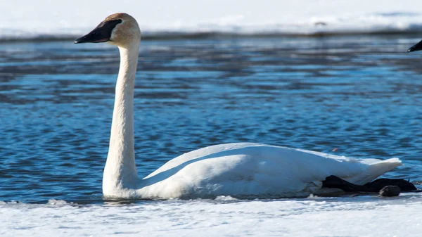 Tundra Swan — Stock Photo, Image
