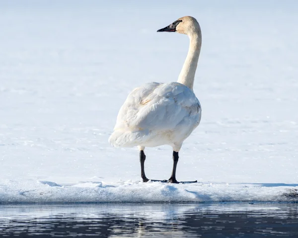 Tundra Kuğu — Stok fotoğraf