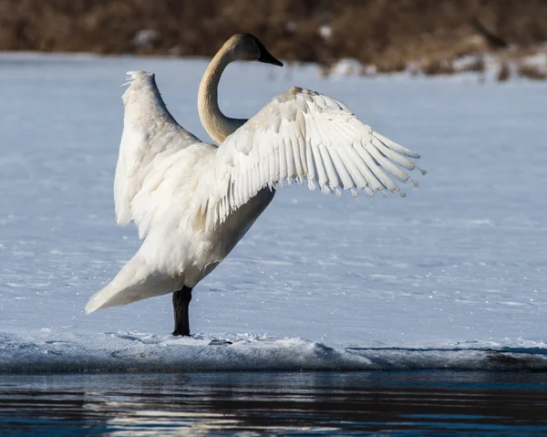 Tundra Kuğu kanatlarını yayılıyor — Stok fotoğraf