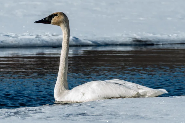 Tundra Kuğu — Stok fotoğraf