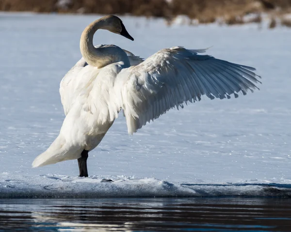 Tundra Swan Spreads its wings — Stock Photo, Image