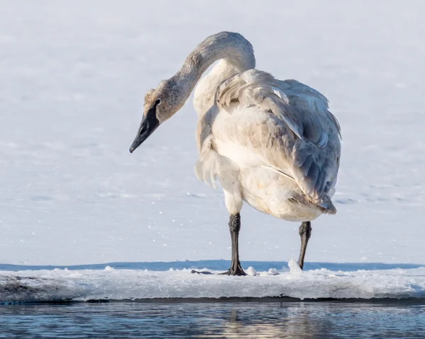 Tundra Swan spreder sine vinger - Stock-foto