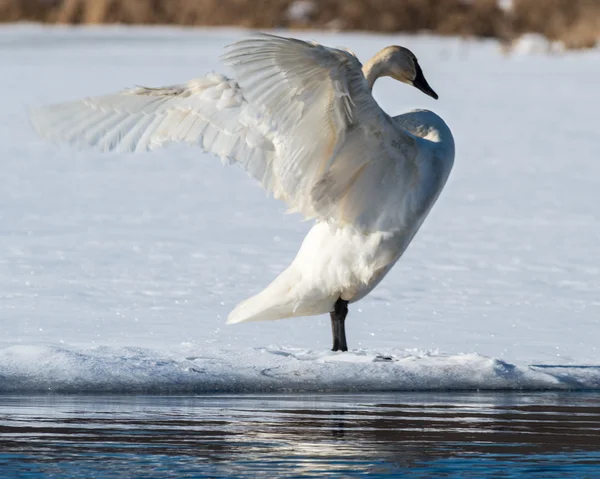 Tundra Kuğu kanatlarını yayılıyor — Stok fotoğraf