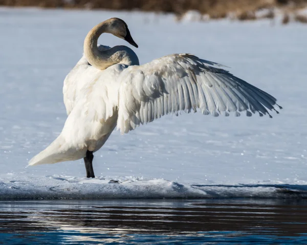 Tundra Kuğu kanatlarını yayılıyor — Stok fotoğraf