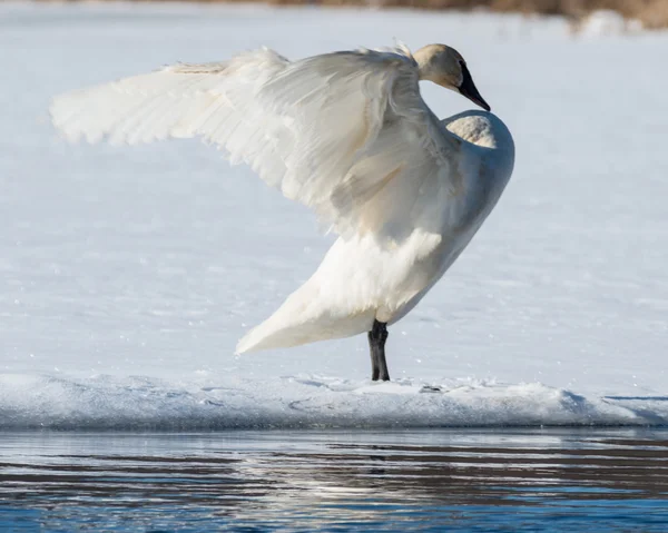 Tundra Swan sprider sina vingar — Stockfoto