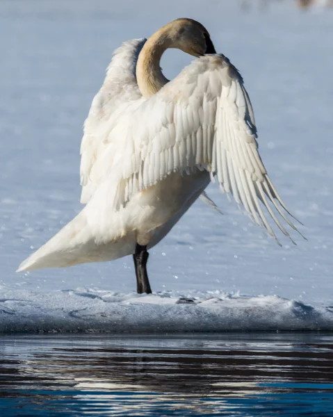 Tundra Swan Spreads its wings — Stock Photo, Image