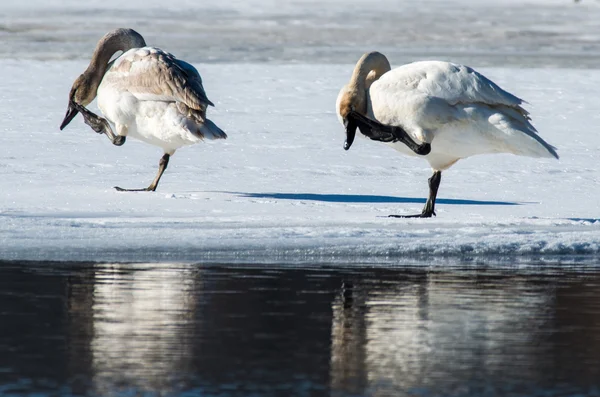 Tundra labutě poškrábání jejich účty — Stock fotografie