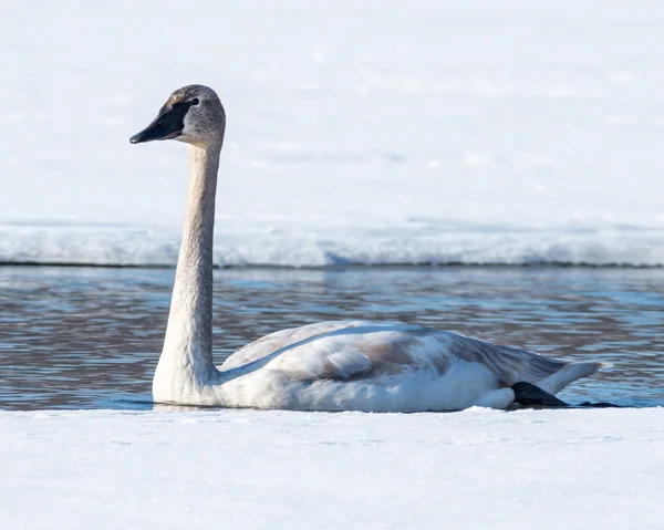 Tundra Kuğu — Stok fotoğraf