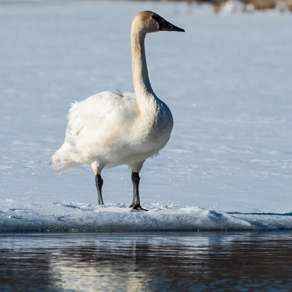 Tundra Swan — Stock Photo, Image