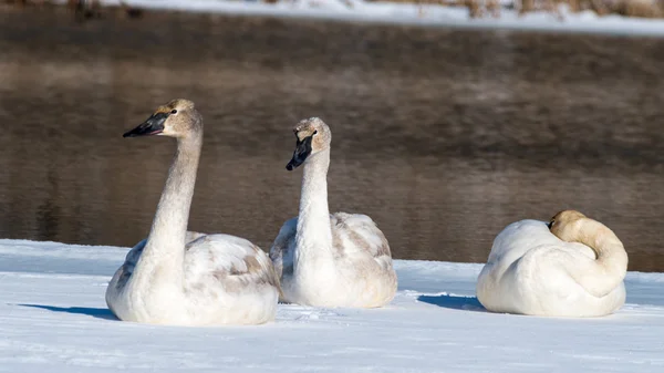 Trio of Tundra Swans — Stock Photo, Image