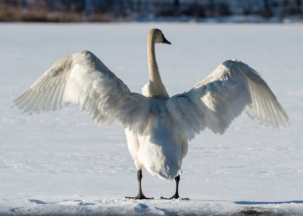 Tundra Swan extiende sus alas — Foto de Stock