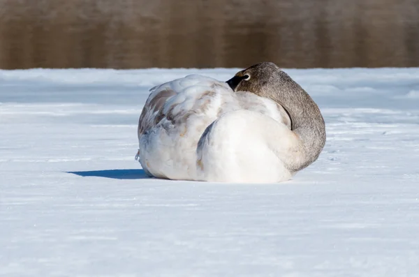 Cisne da tundra — Fotografia de Stock