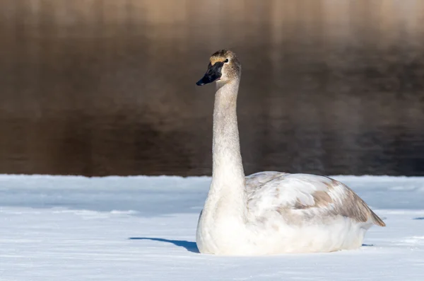 Tundra Kuğu — Stok fotoğraf