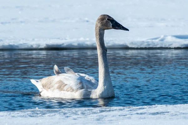 Tundra Swan — Stock Photo, Image