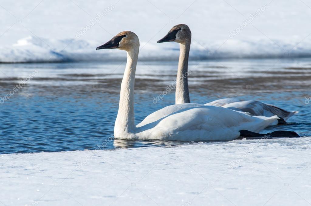Pair of Tundra Swans
