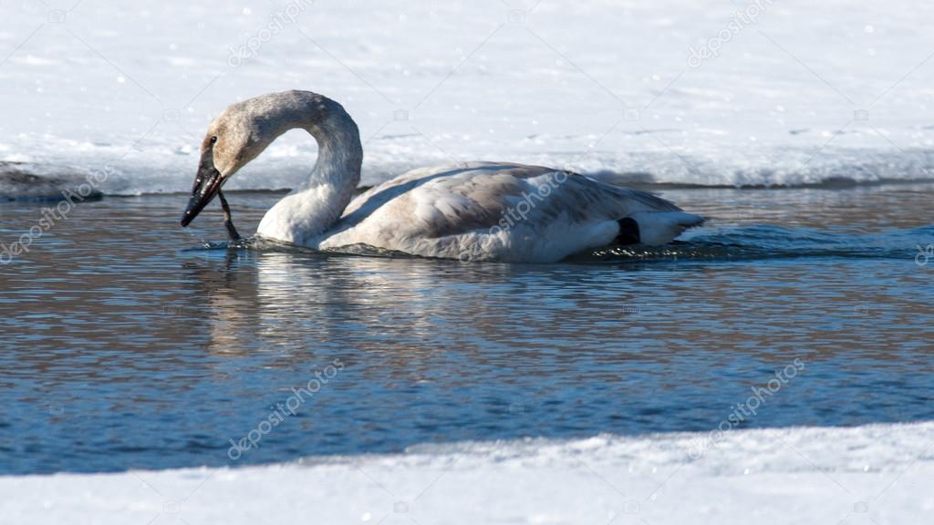 Tundra Swan Eating a Frog