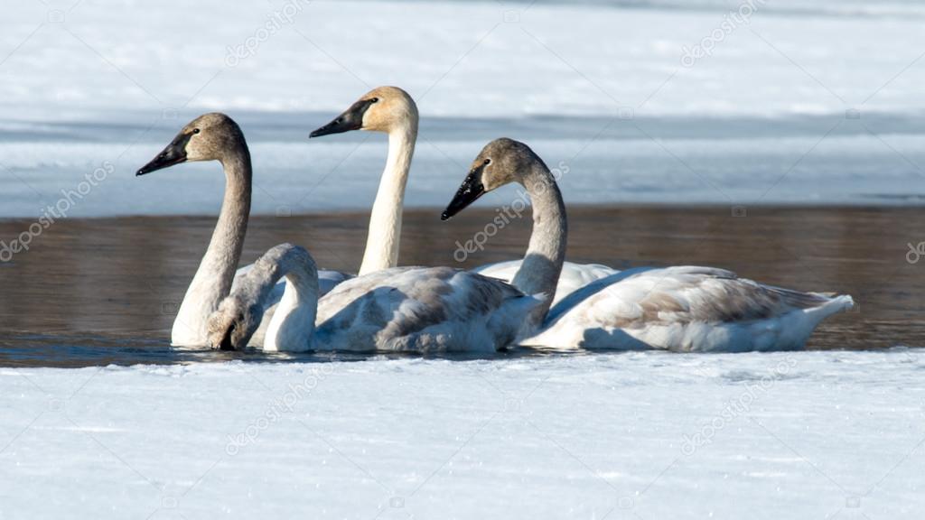 Four Tundra Swans