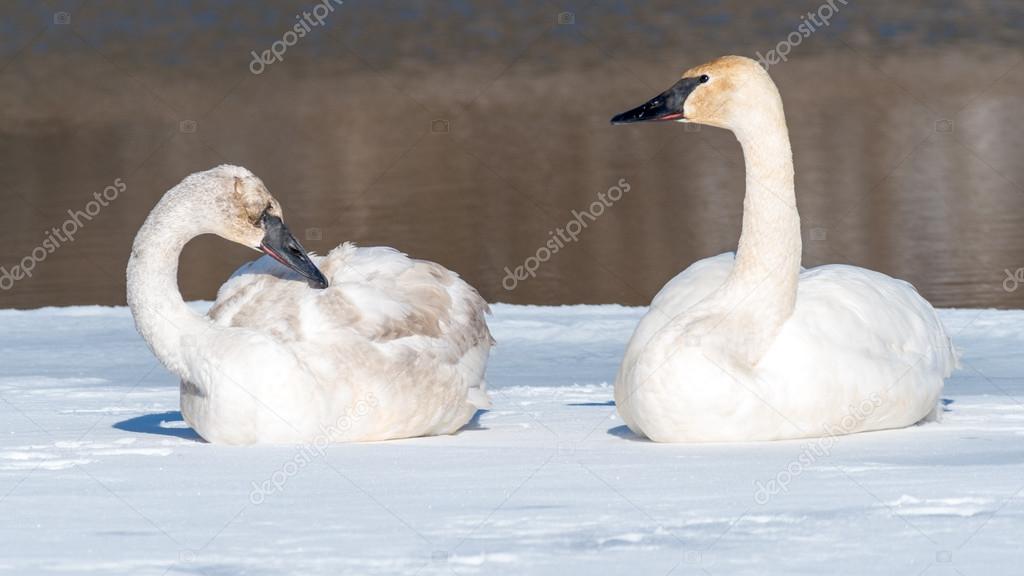 Pair of Tundra Swans