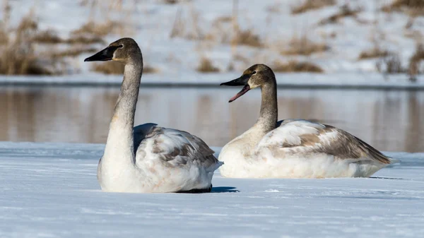 Tundra kuğular çifti — Stok fotoğraf