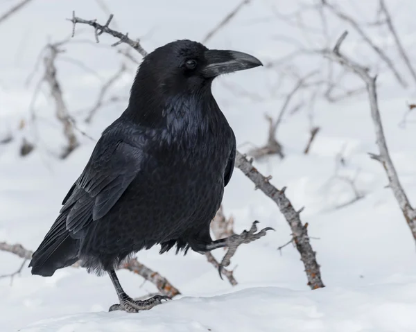 Karda raven — Stok fotoğraf